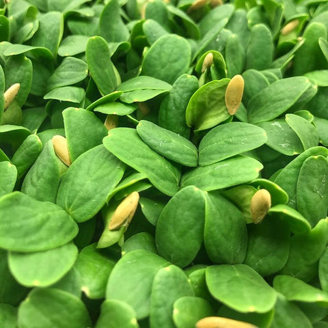 Melon Microgreens - Route 7 Provisions