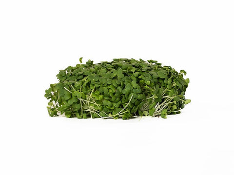 Mustard Microgreens - Route 7 Provisions