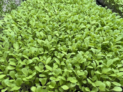 Mustard Microgreens - Route 7 Provisions