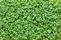 Salad Microgreens - Route 7 Provisions