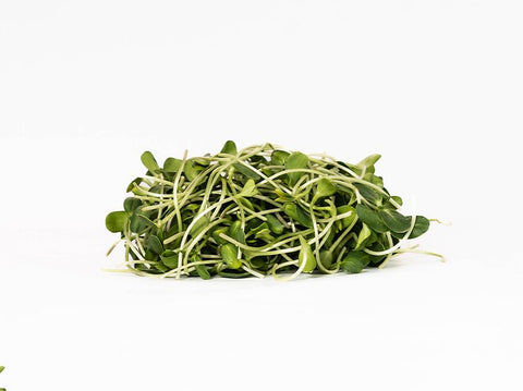 Sunflower Microgreens - Route 7 Provisions