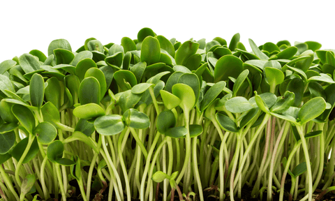 Sunflower Microgreens - Route 7 Provisions